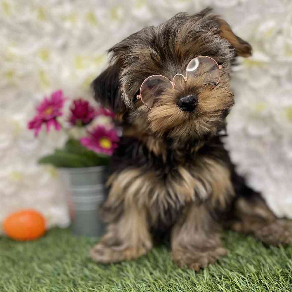 Male Yorkshire Terrier Puppy for Sale in Braintree, MA