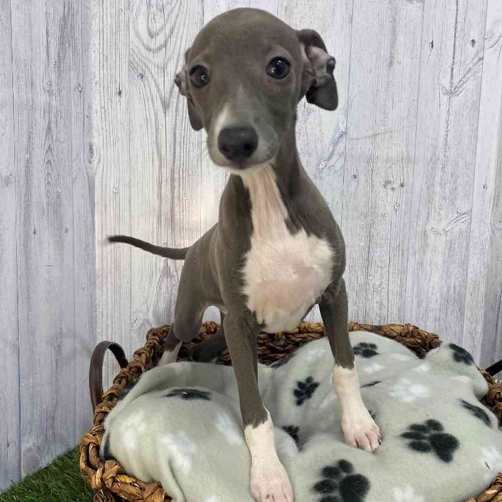 Female Italian Greyhound Puppy for Sale in Saugus, MA
