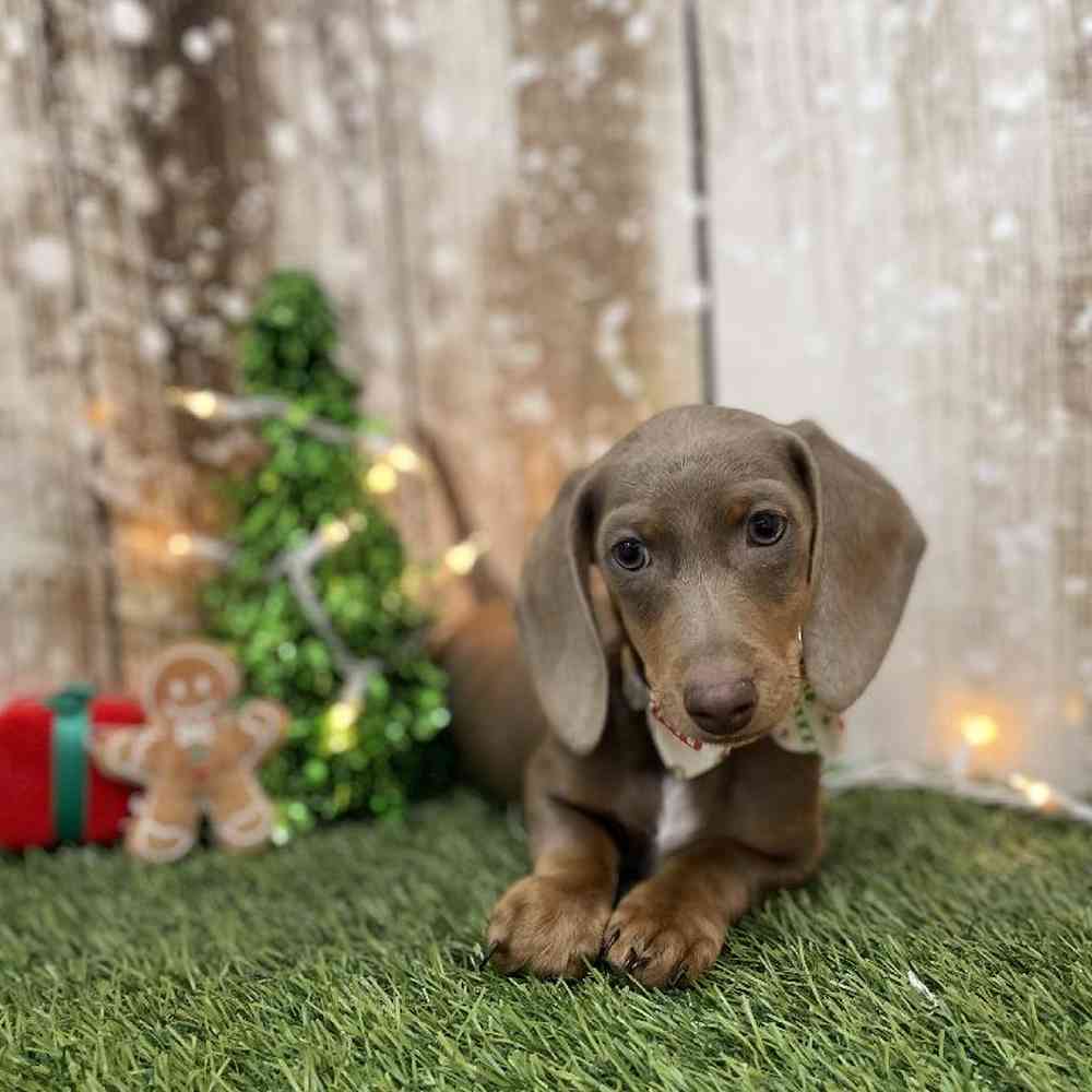 Male Dachshund Puppy for Sale in Braintree, MA