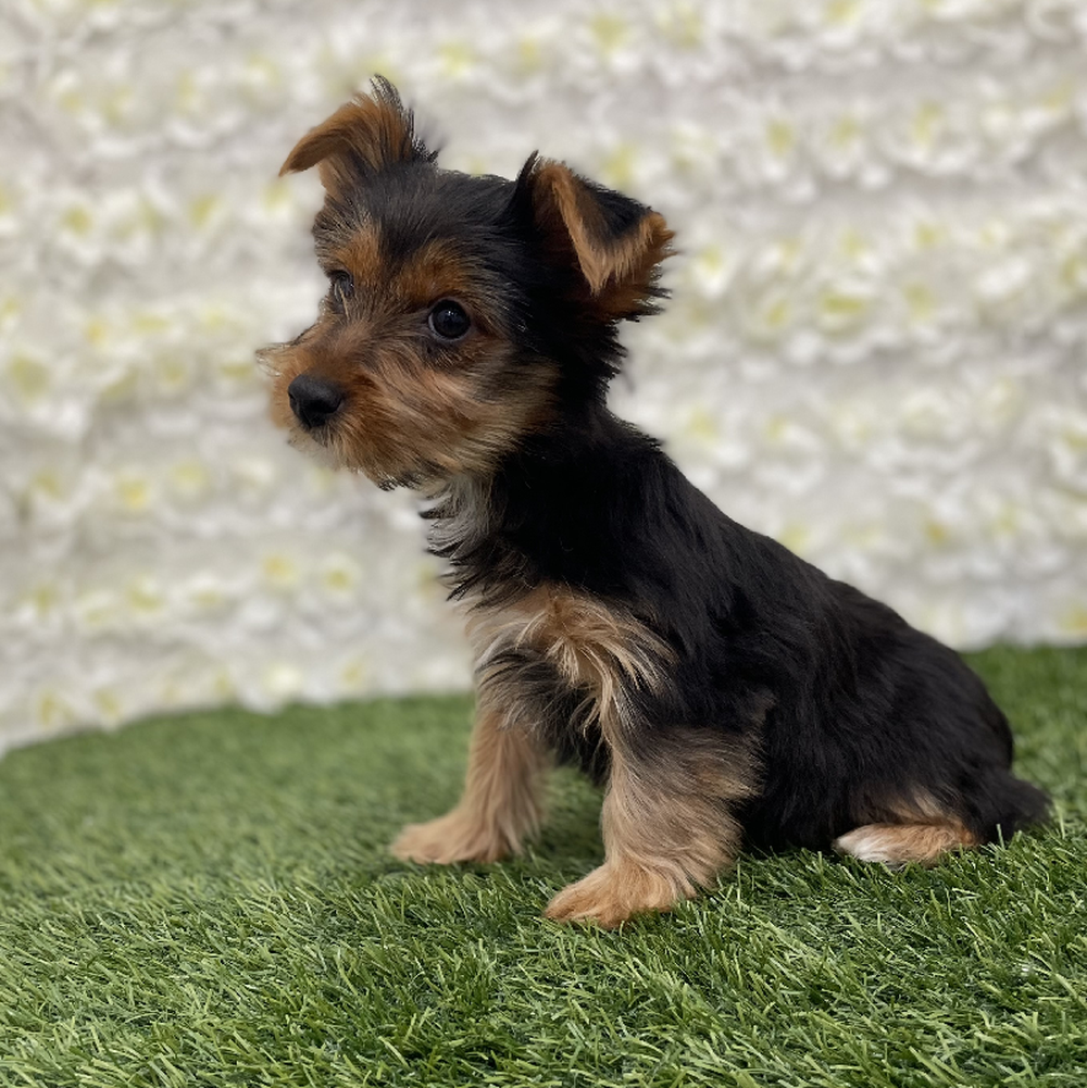 Female Yorkshire Terrier Puppy for Sale in Braintree, MA