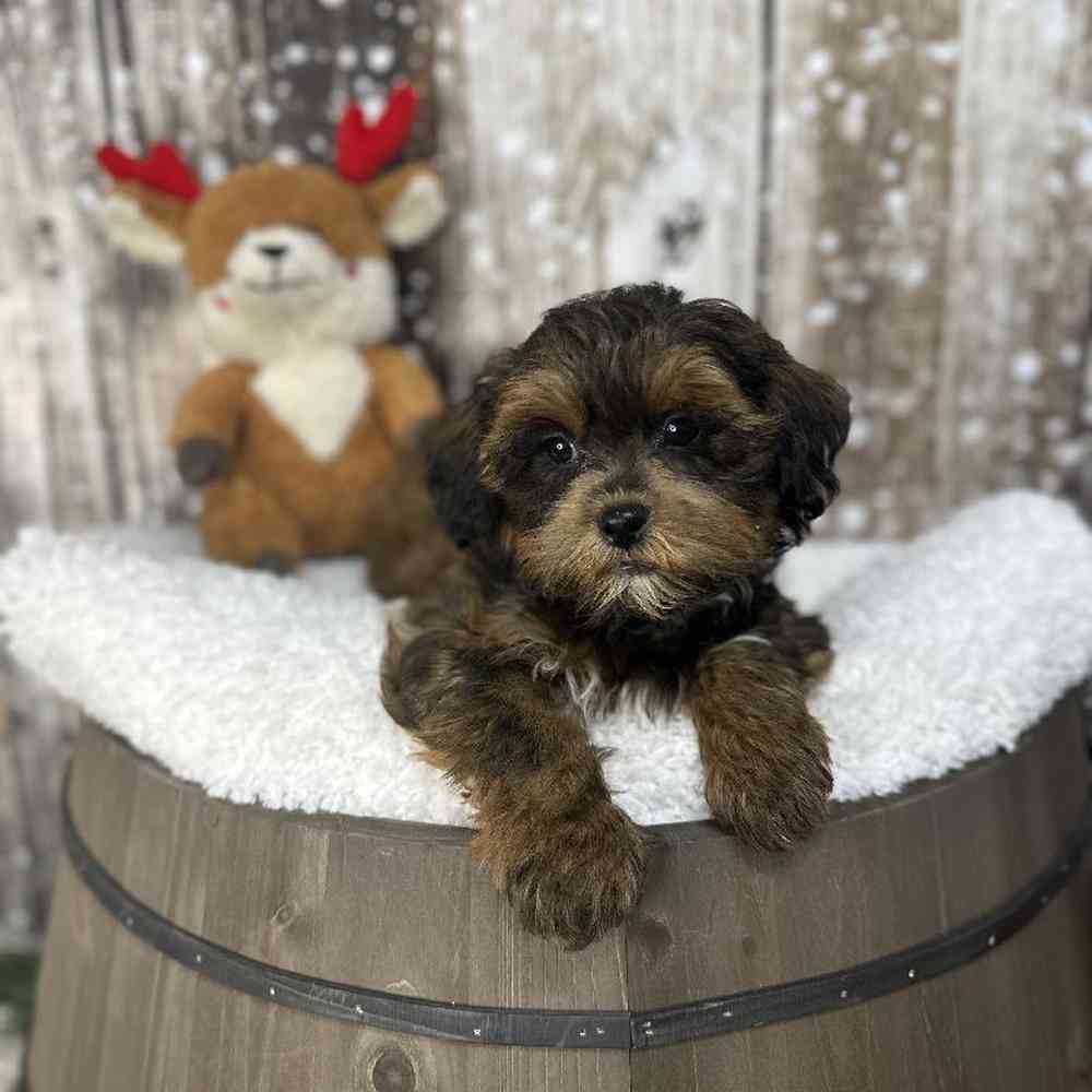 Male Shih-Poo Puppy for Sale in Saugus, MA