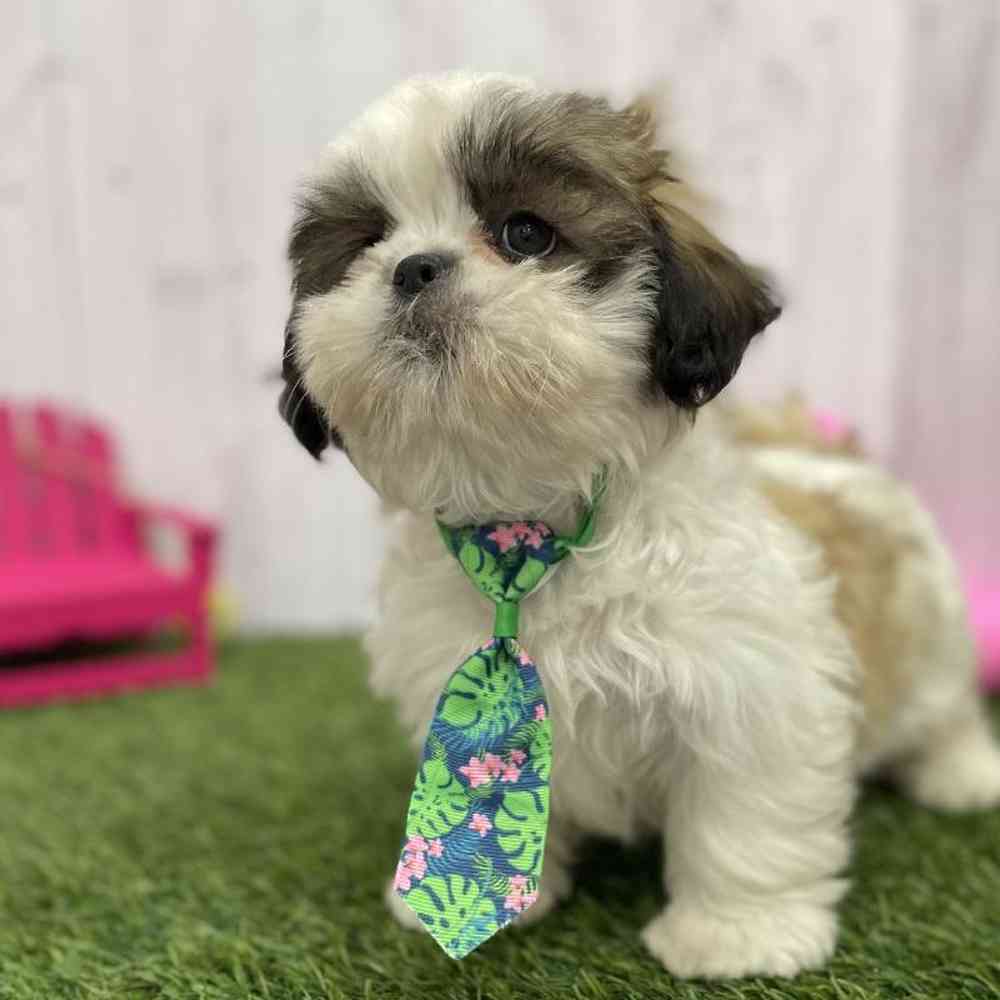 Male Shih Tzu Puppy for Sale in Braintree, MA