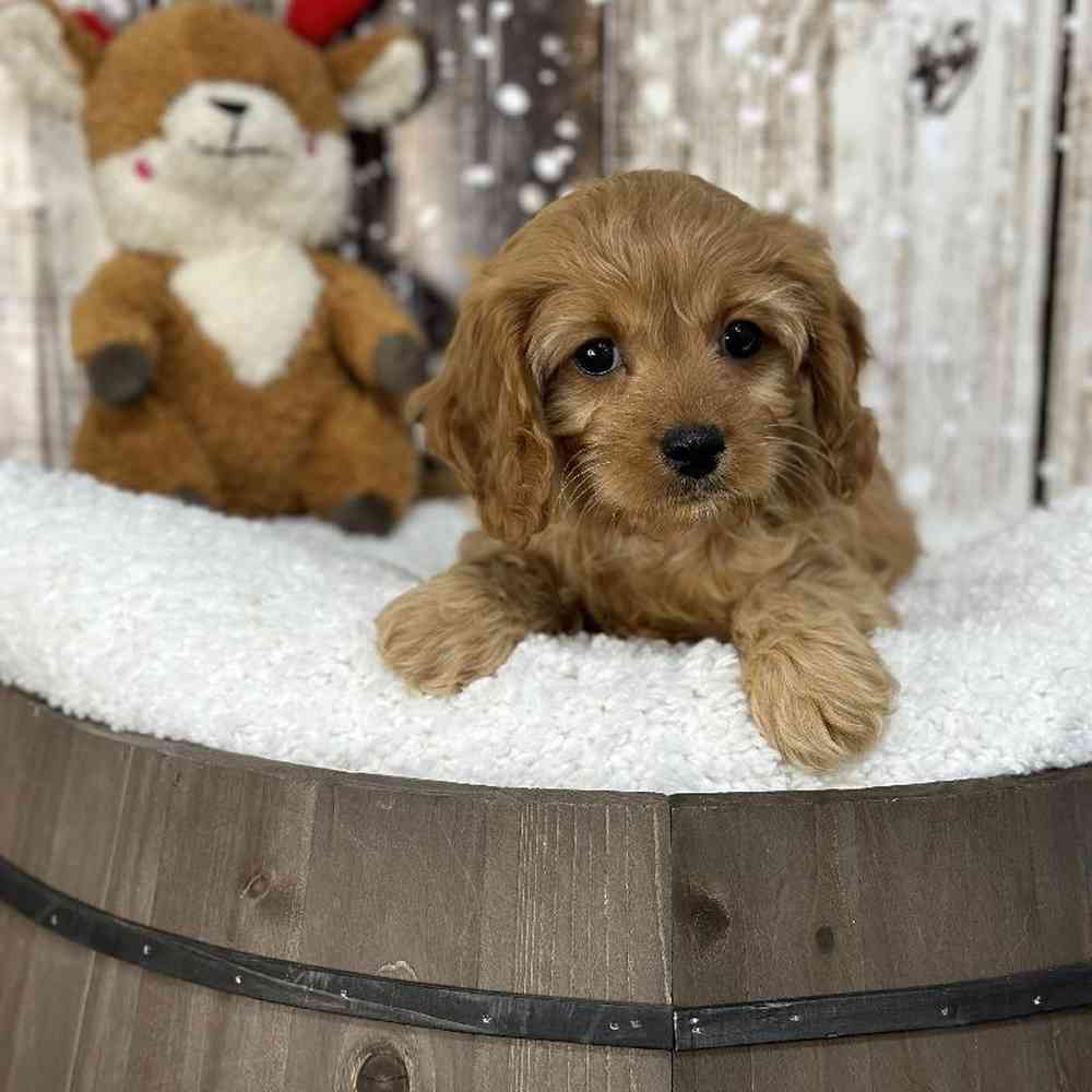 Male Cavapoo Puppy for Sale in Saugus, MA