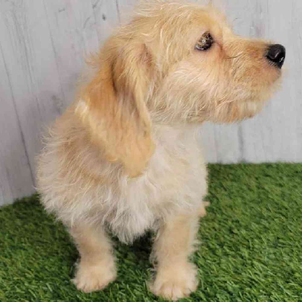 Female Mini Labradoodle Puppy for sale