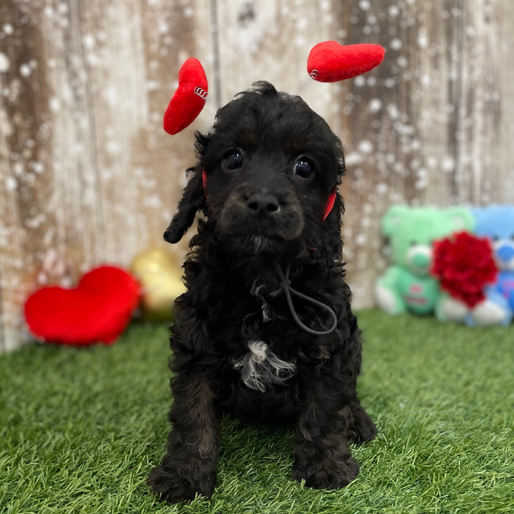Male Cavapoo Puppy for Sale in Braintree, MA