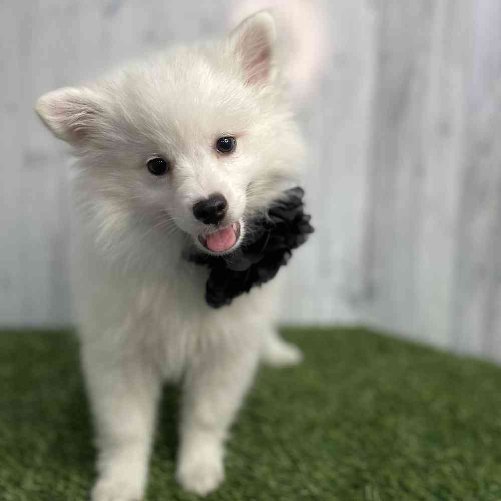 Female American Eskimo Puppy for sale