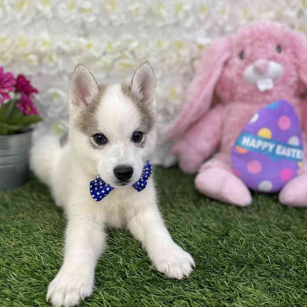 Male Alaskan Klee Kai Puppy for Sale in Braintree, MA