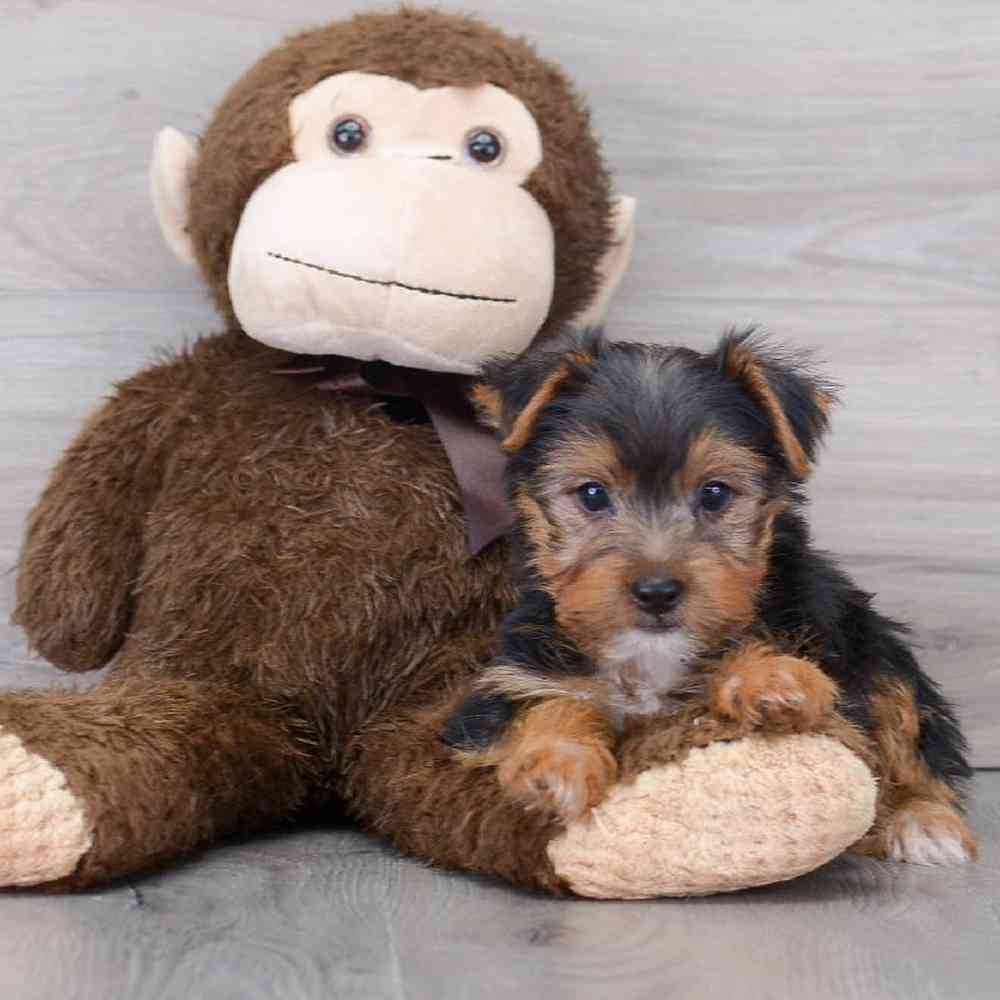 yorkshire-terrier-joey-9184362222073780.jpg