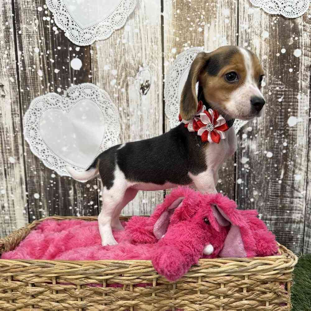 Female Beagle Puppy for Sale in Saugus, MA