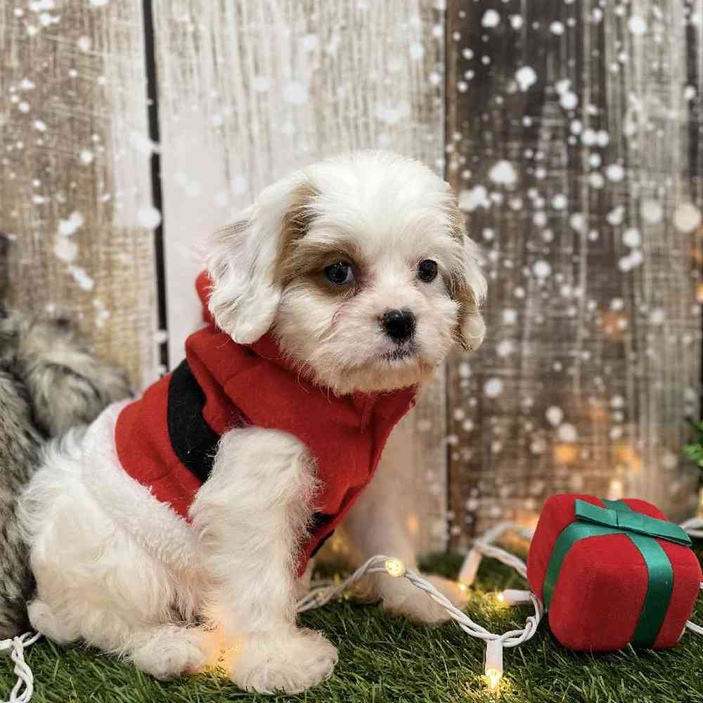 Male Cavachon 2nd Gen Puppy for Sale in Braintree, MA