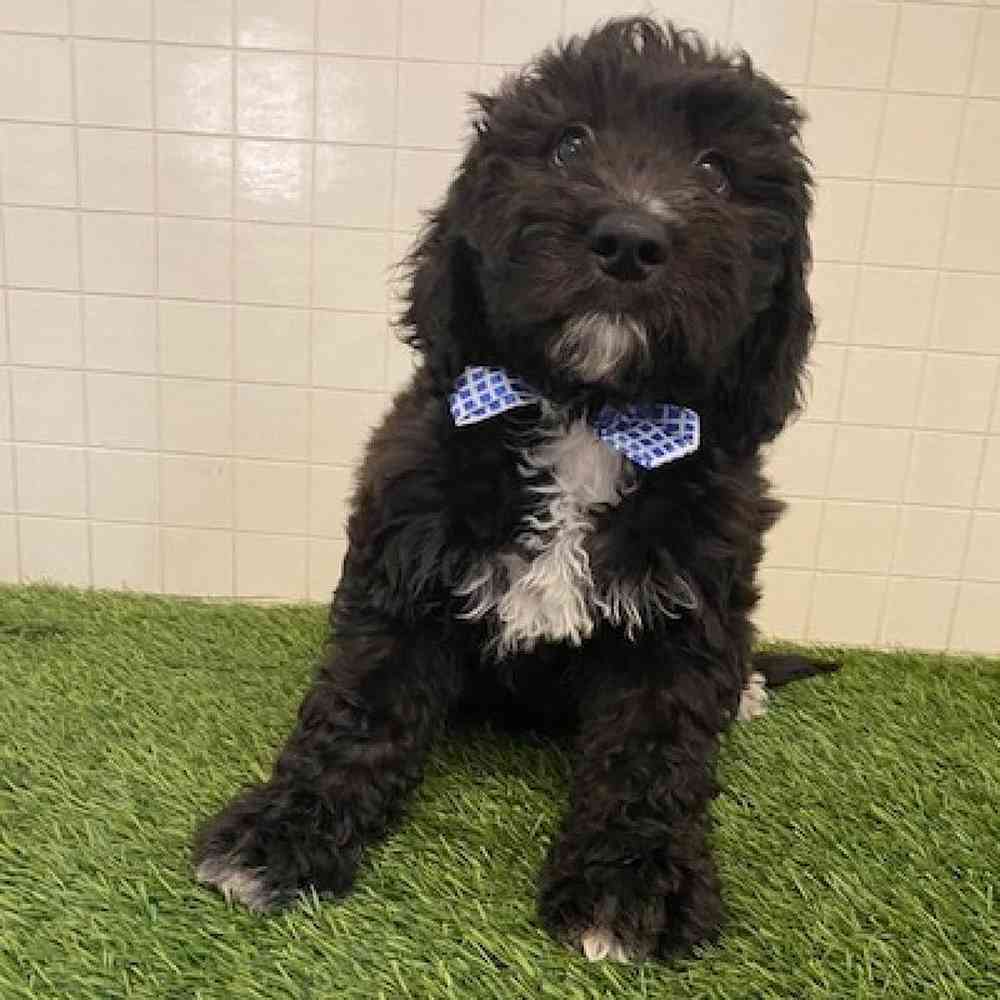 Male Aussiedoodle Puppy for sale