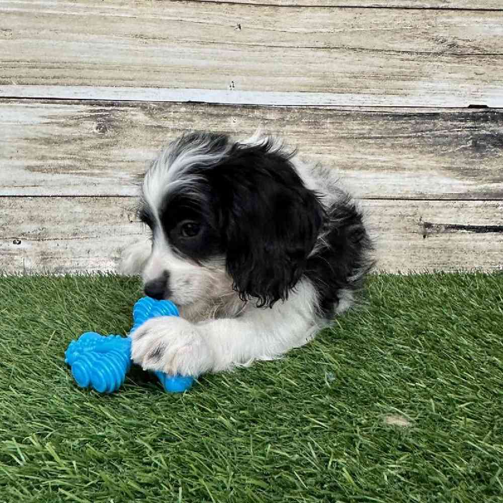 Male Cavapoo Puppy for Sale in Saugus, MA