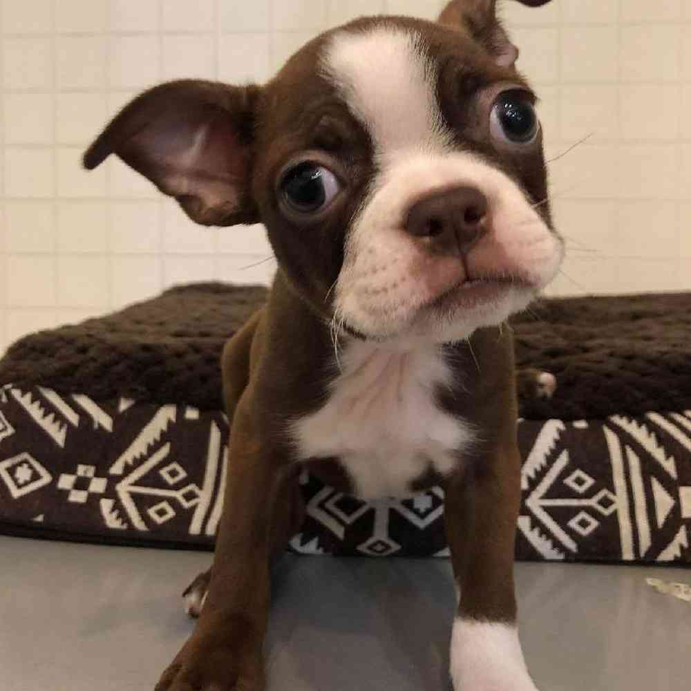 Female Boston Terrier Puppy for sale
