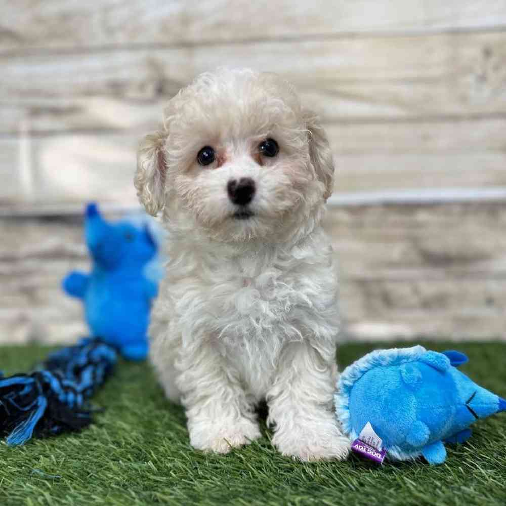 Male Havapoo Puppy for Sale in Saugus, MA