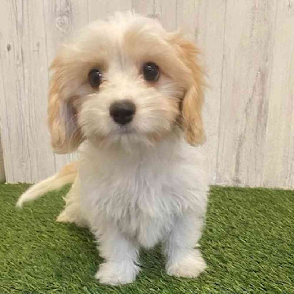 Male Cavamalt Puppy for sale