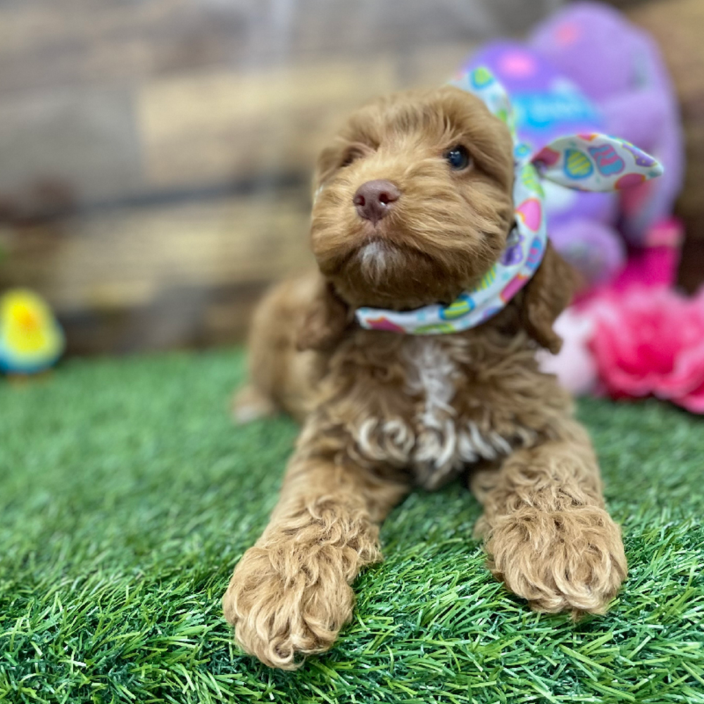 Female Cockapoo Puppy for Sale in Braintree, MA