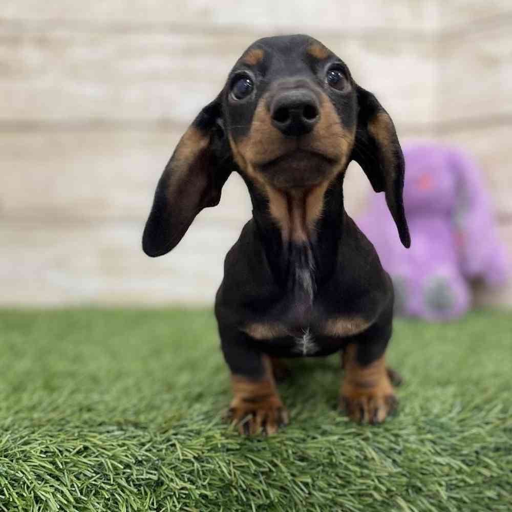 Female Dachshund Puppy for Sale in Braintree, MA