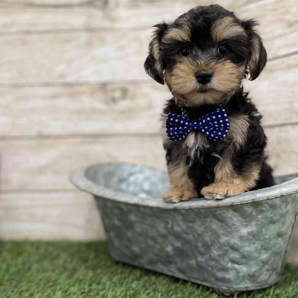 Male Morkie Puppy for Sale in Braintree, MA