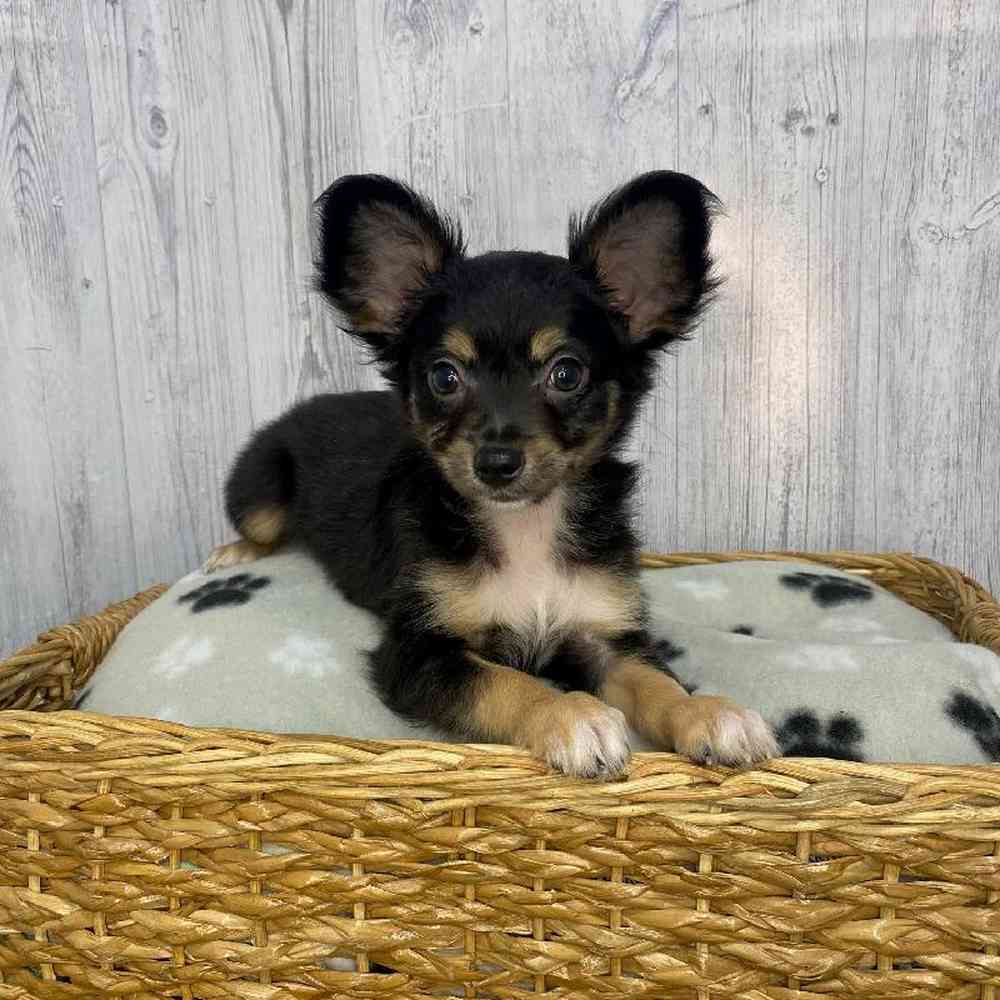 Male Chihuahua Puppy for Sale in Saugus, MA