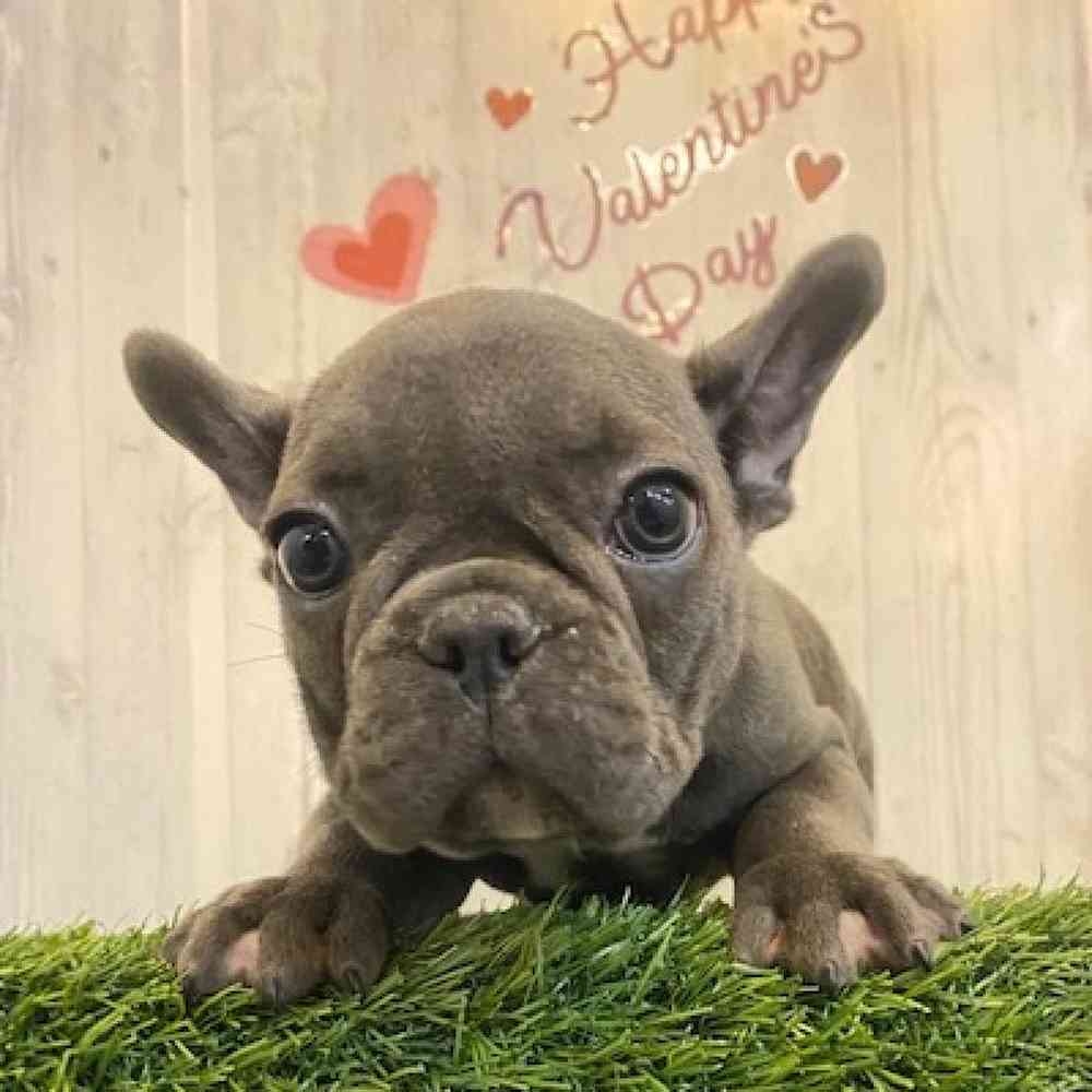 Male French Bulldog Puppy for sale