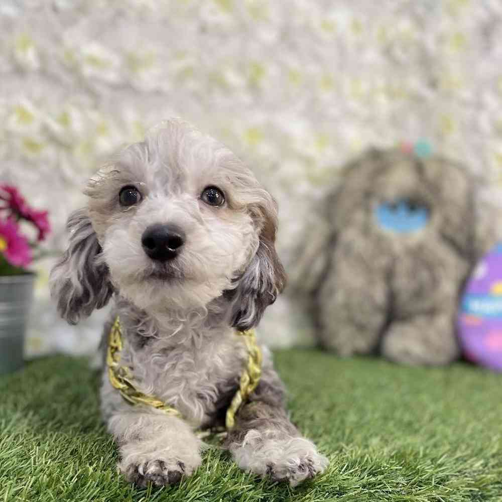 Male Poodle Toy Puppy for Sale in Braintree, MA