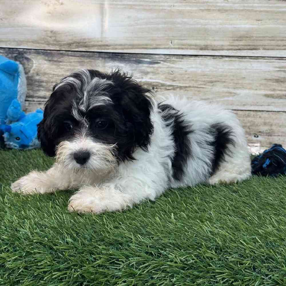 Male Shih-Poo Puppy for Sale in Saugus, MA