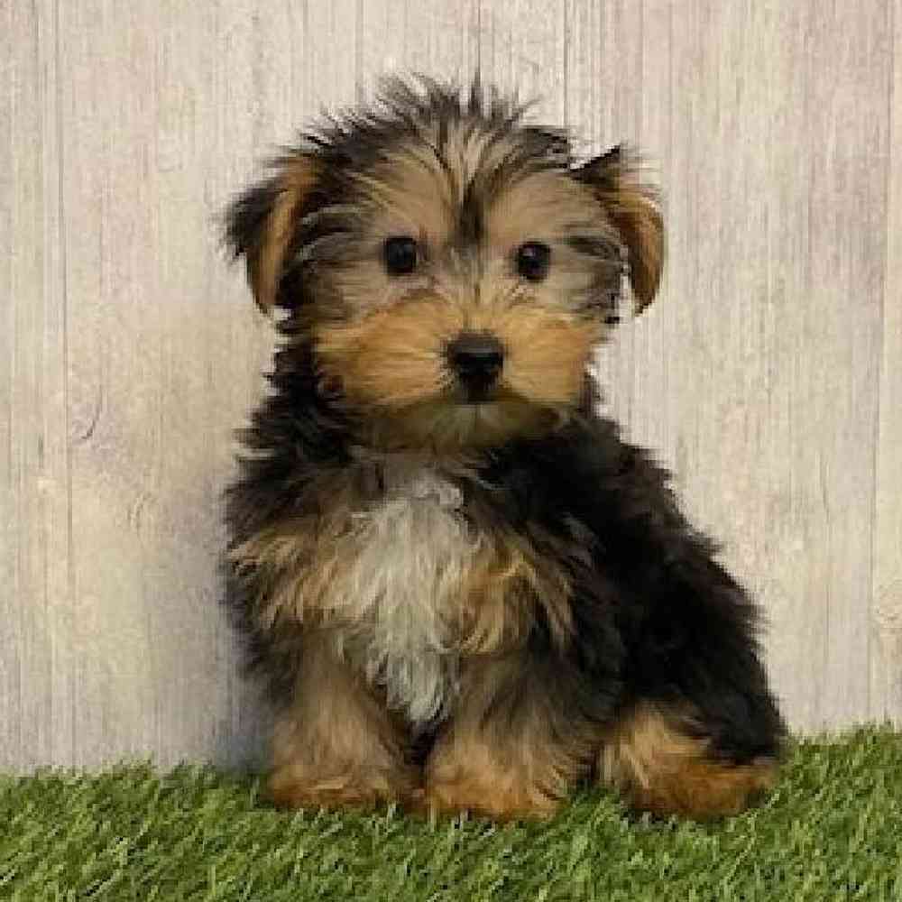 Male Yorkshire Terrier Puppy for sale