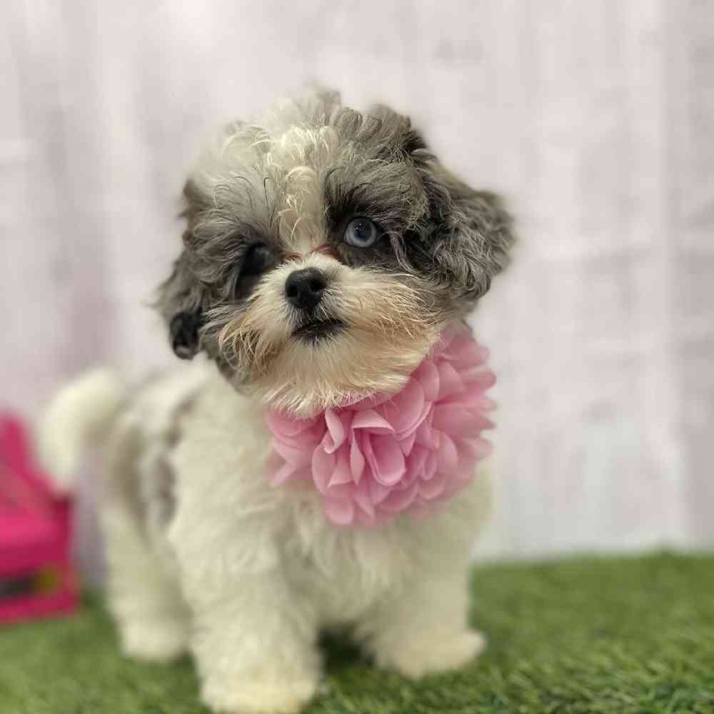 Female Shih-Poo Puppy for Sale in Braintree, MA