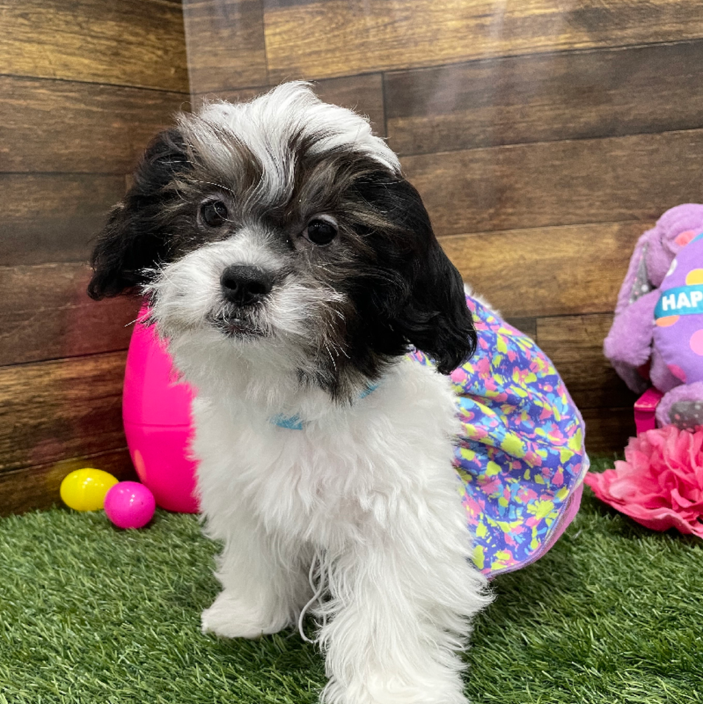 Female Teddy Bear (Zuchon) Puppy for Sale in Braintree, MA