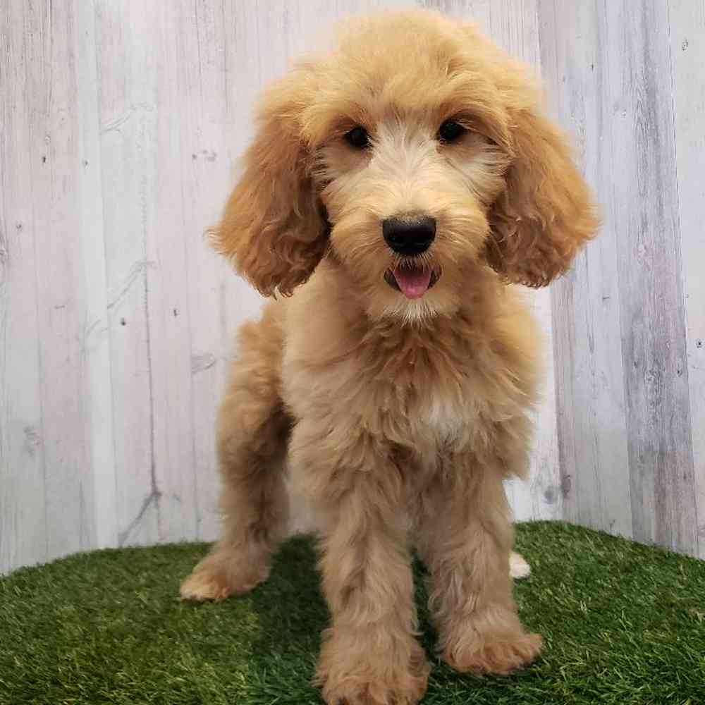 Female Goldendoodle Puppy for sale