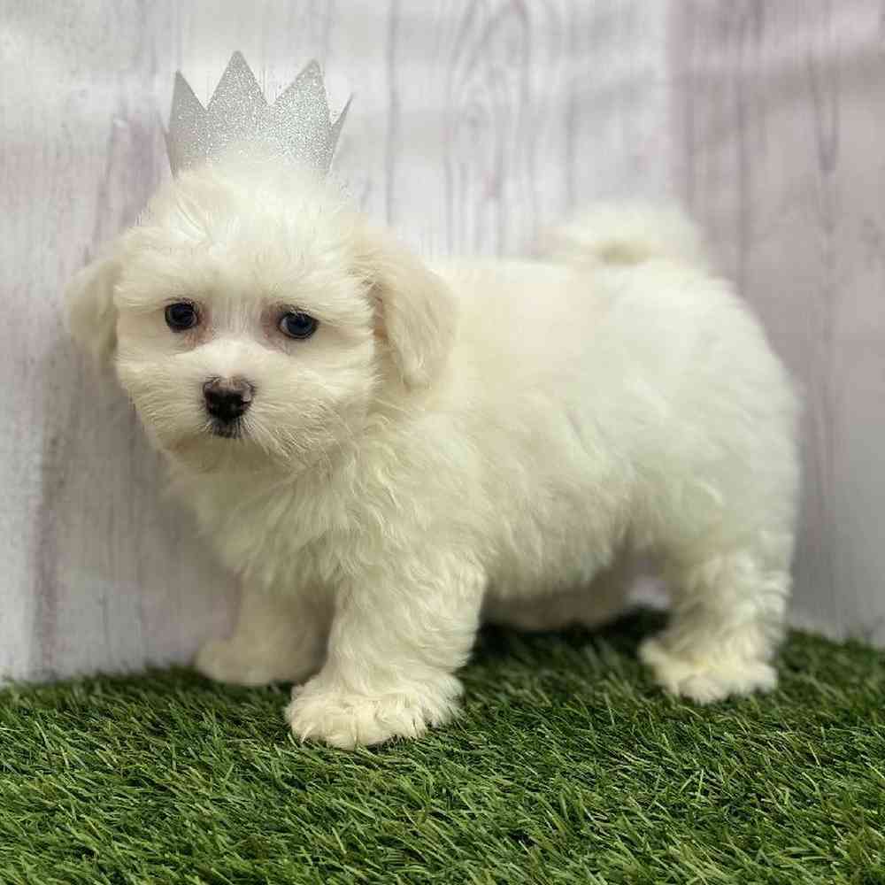 Male Coton De Tulear Puppy for Sale in Braintree, MA