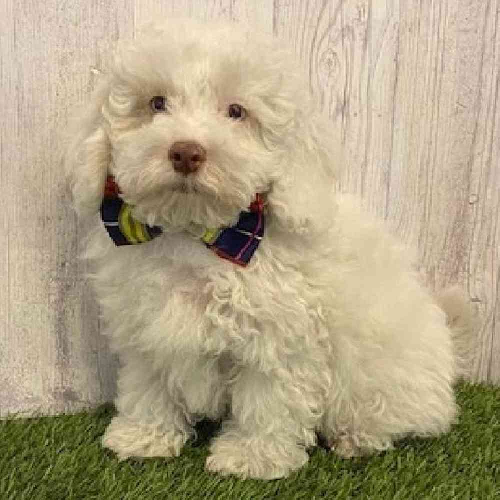 Male Cockapoo Puppy for Sale in Saugus, MA