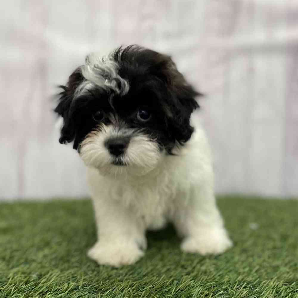 Female Lhasa-Poo Puppy for Sale in Braintree, MA