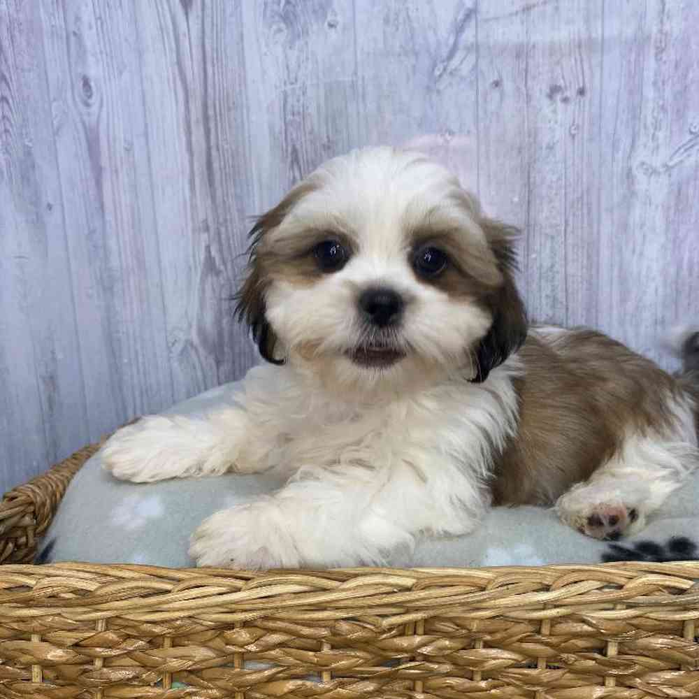 Male Shih Tzu Puppy for Sale in Saugus, MA