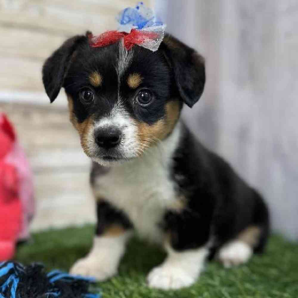 Female Pembroke Welsh Corgi Puppy for Sale in Saugus, MA