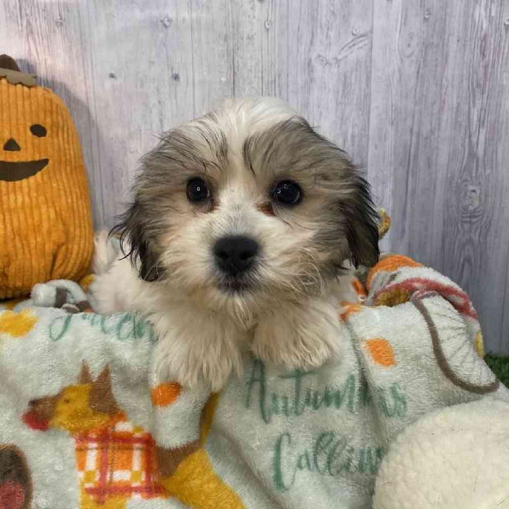 Female Teddy Bear (Zuchon) Puppy for Sale in Saugus, MA