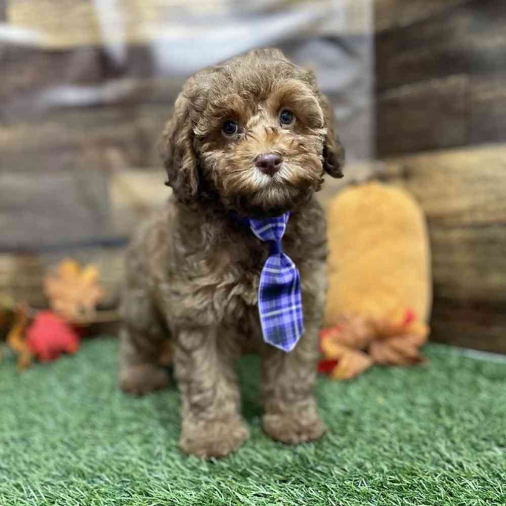 Male Cockapoo 2nd Gen Puppy for Sale in Braintree, MA