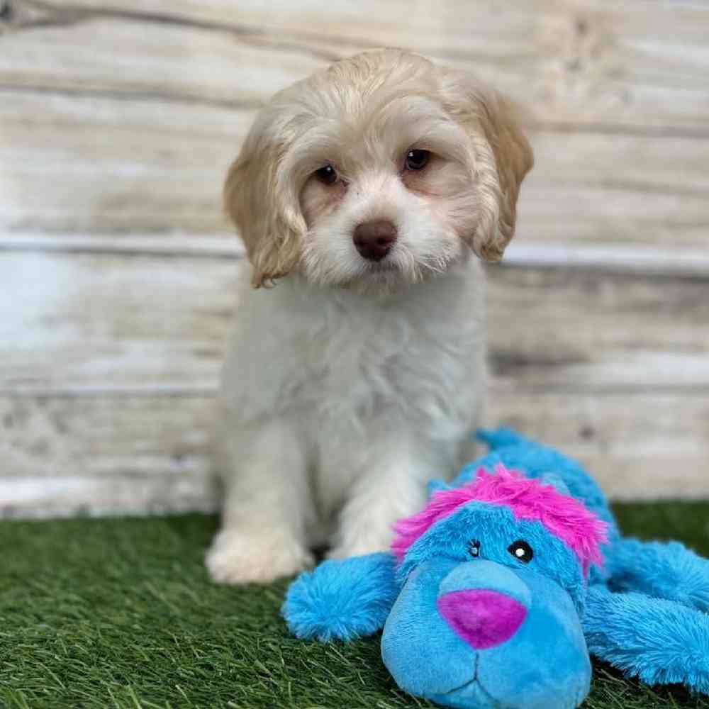 Male Cockapoo 2nd Gen Puppy for Sale in Saugus, MA