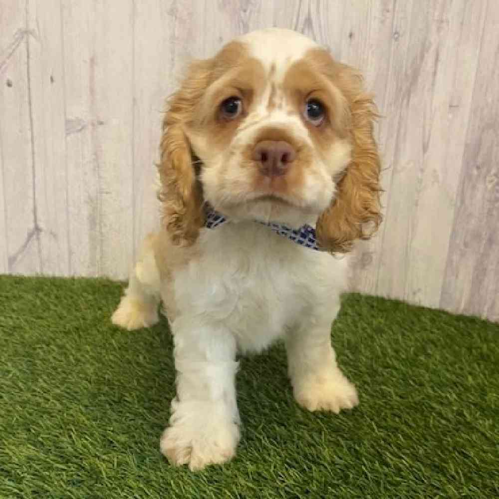 Male Cocker Spaniel Puppy for sale
