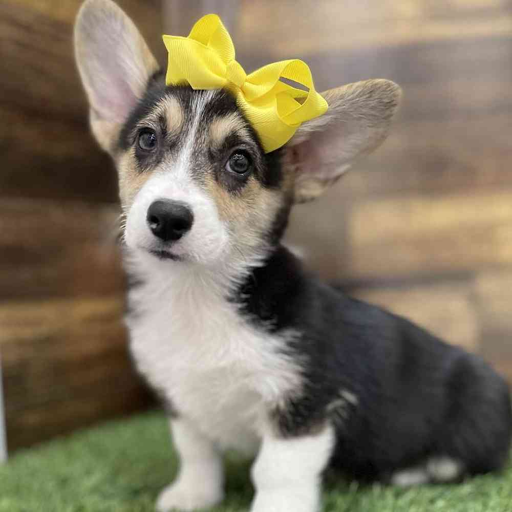 Female Pembroke Welsh Corgi Puppy for Sale in Braintree, MA