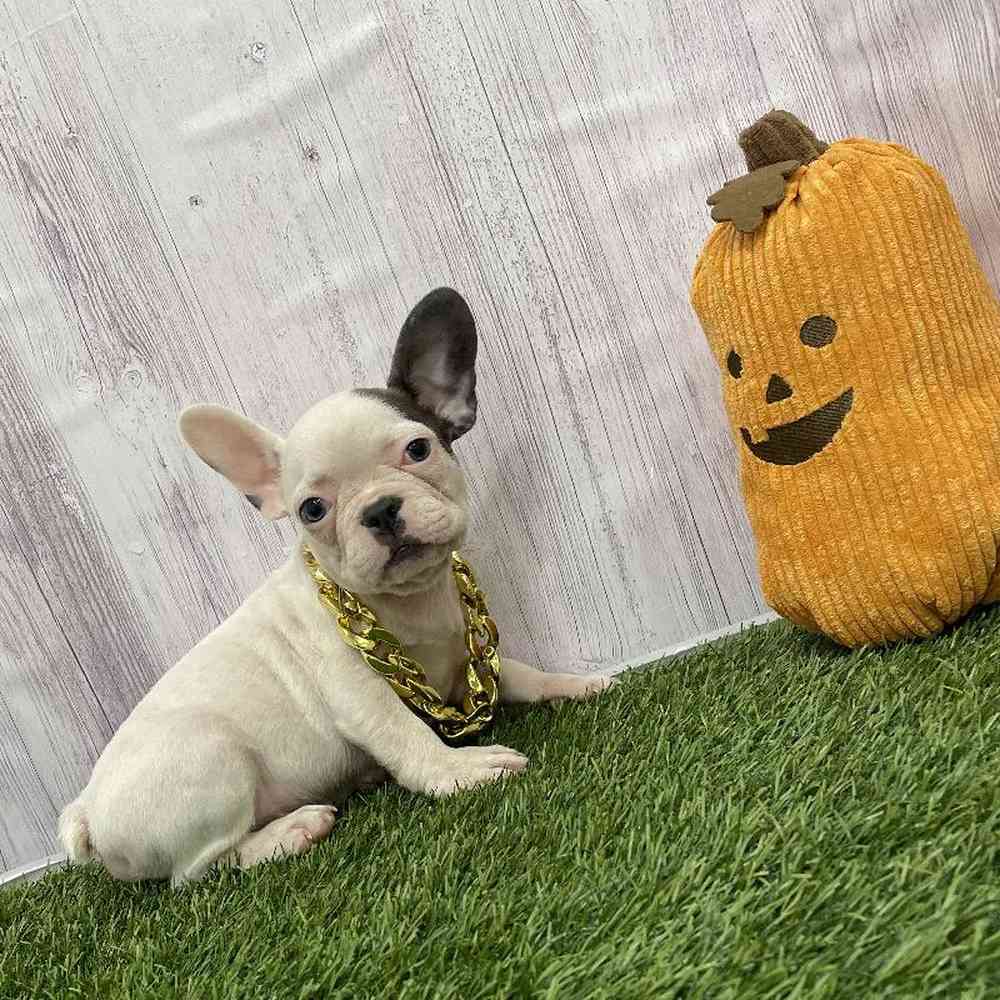 Male French Bulldog Puppy for Sale in Braintree, MA