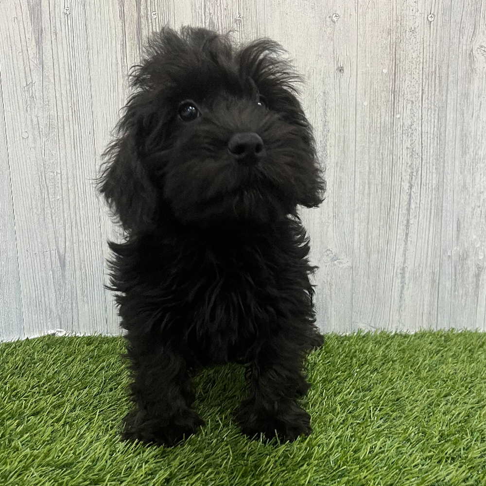 Male Schnoodle Puppy for Sale in Braintree, MA