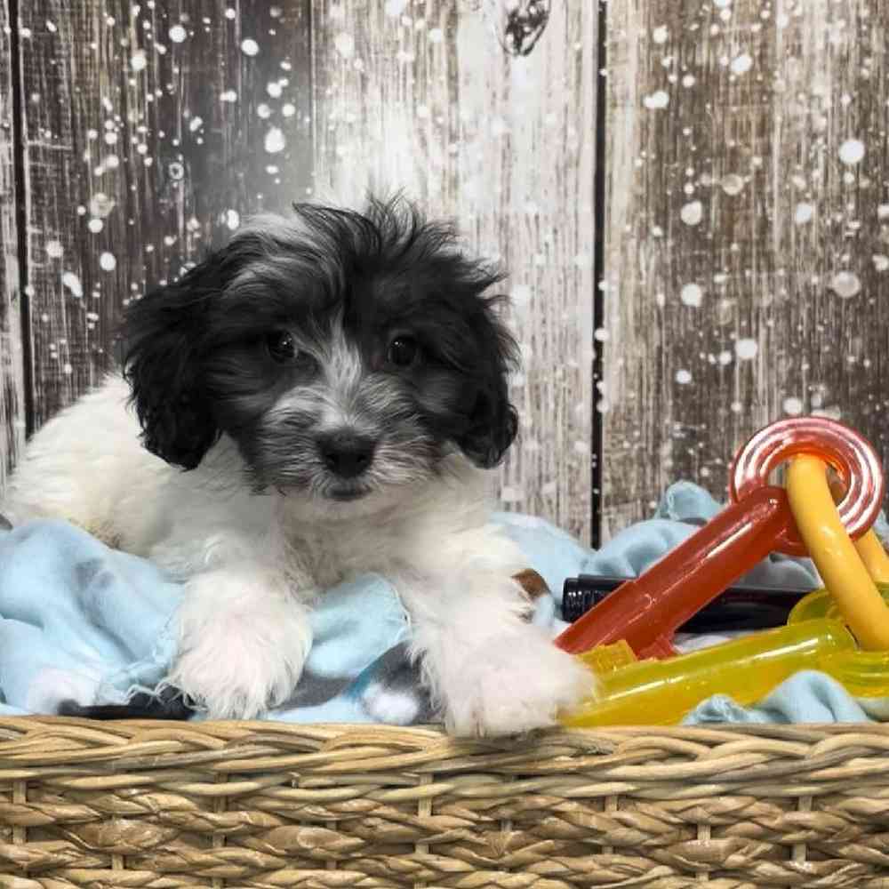 Male Coton Poodle Puppy for Sale in Saugus, MA