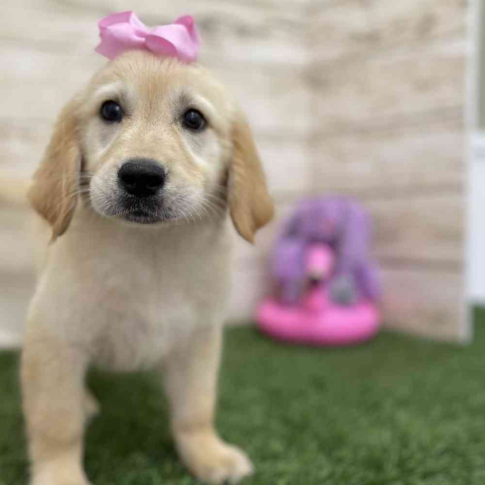 Female Golden Retriever Puppy for Sale in Braintree, MA