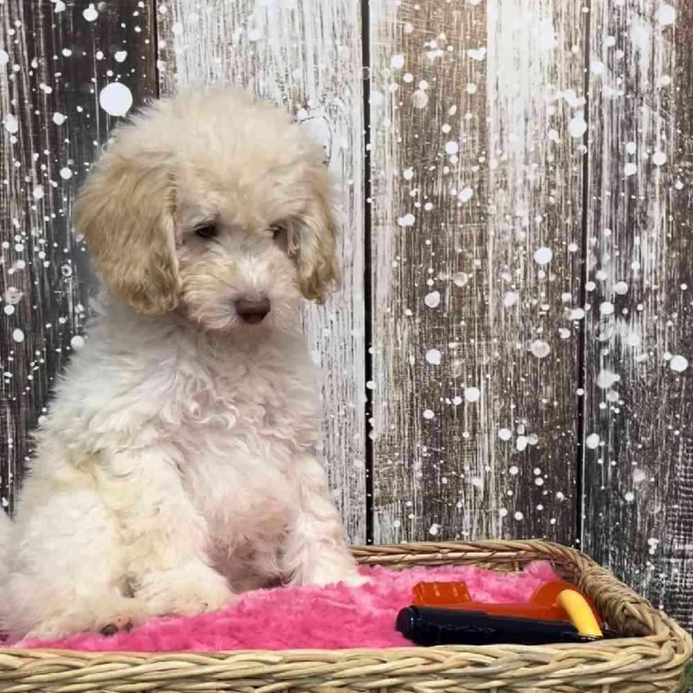 Female Mini Labradoodle 2nd Gen Puppy for Sale in Saugus, MA