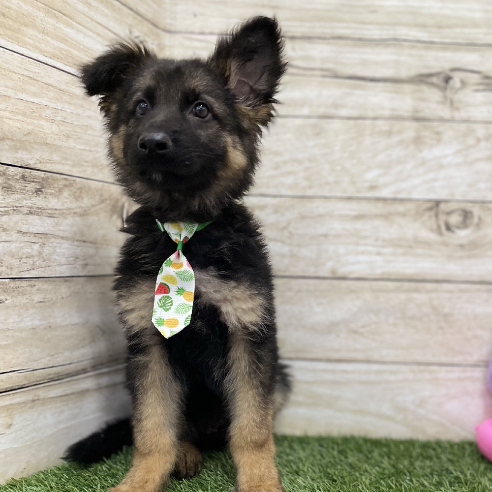 Male German Shepherd Dog Puppy for Sale in Braintree, MA