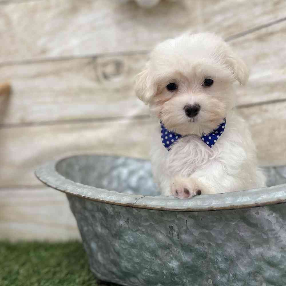 Male Maltese Puppy for Sale in Braintree, MA