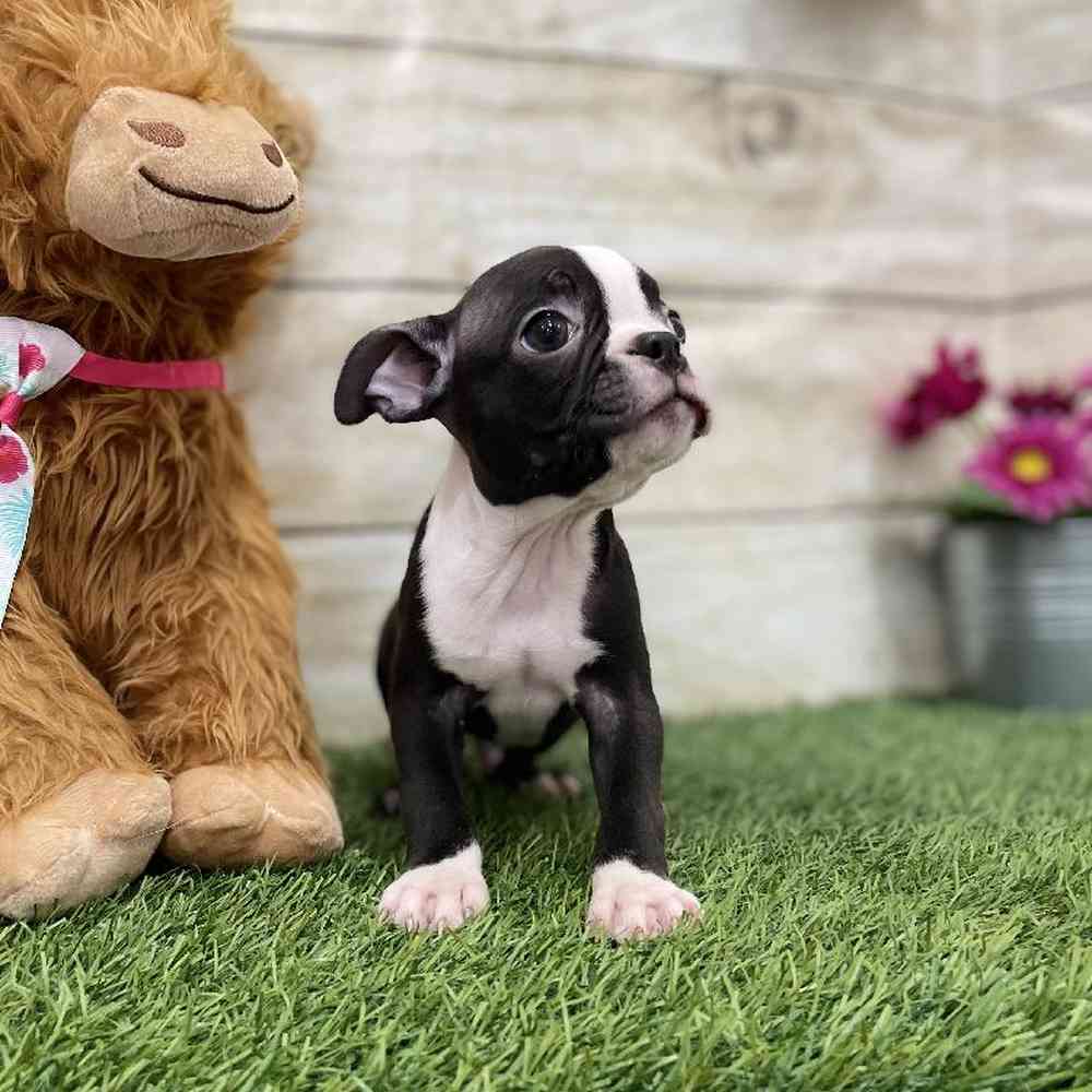 Male Boston Terrier Puppy for Sale in Braintree, MA