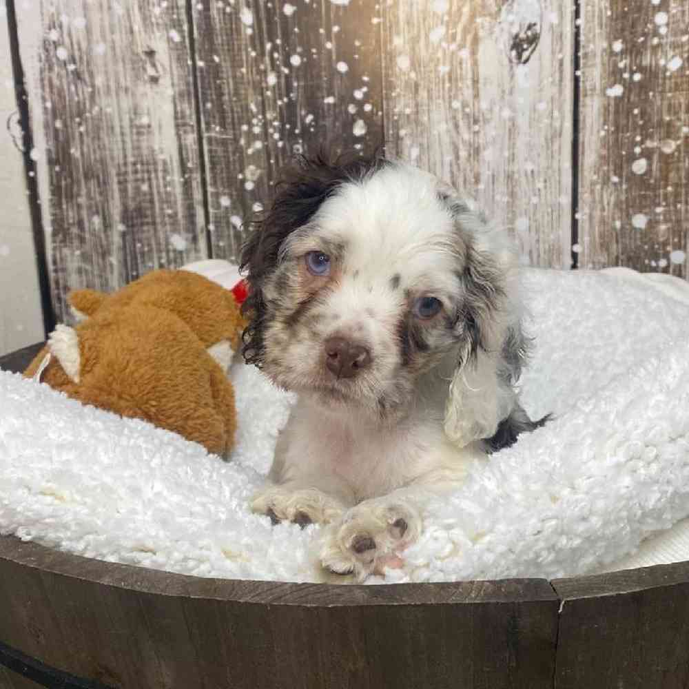 Male Cocker Spaniel Puppy for Sale in Saugus, MA