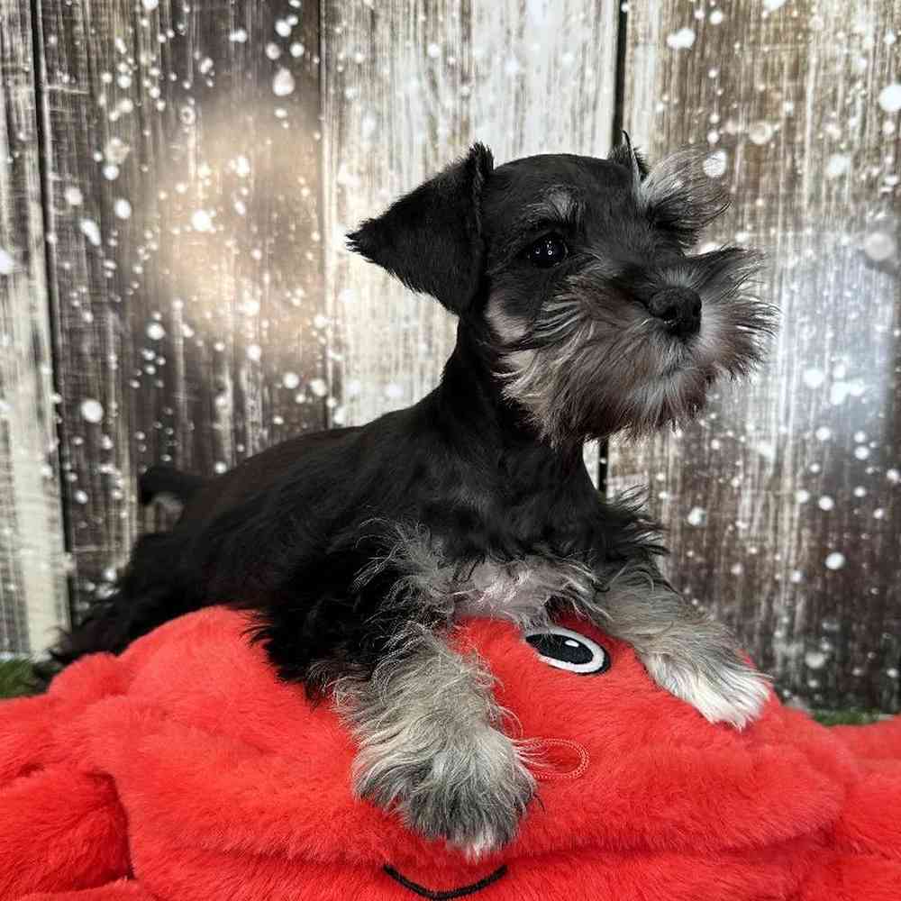 Male Miniature Schnauzer Puppy for Sale in Saugus, MA